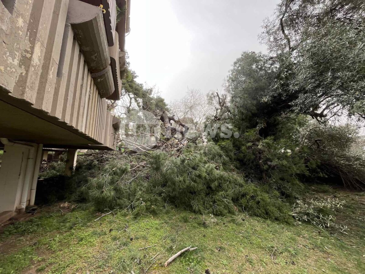 Πτώση πεύκου 25 μέτρων σε κήπο πολυκατοικίας στην Αγία Παρασκευή – Οι ένοικοι νόμιζαν ότι έγινε σεισμός