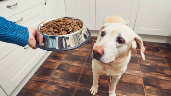 Το “υγιεινό” σνακ που μπορεί να στείλει τον σκύλο στα επείγοντα