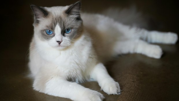 Γάτες: Θα μπορούσαν να βοηθήσουν στην εξεύρεση θεραπείας για κάποιους καρκίνους του μαστού