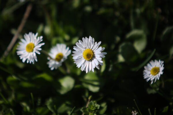Καιρός: Ανοιξιάτικη «ανάσα» με βοριάδες – Τι δείχνει η πρόγνωση για Έβρο και Μάρτιο