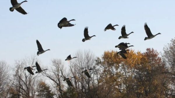 Φόβους για πανδημία από γρίπη των ζώων εκφράζει ο ΠΟΥ