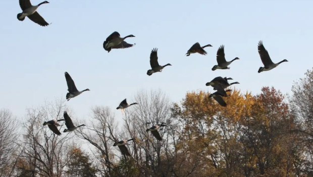 Φόβους για πανδημία από γρίπη των ζώων εκφράζει ο ΠΟΥ