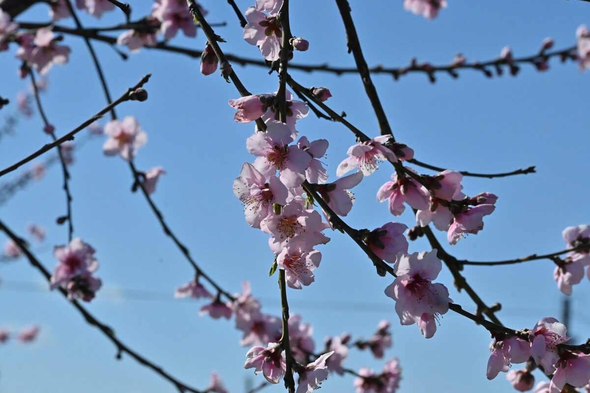 Καιρός: Ανοιξιάτικη διάθεση με ηλιοφάνεια – Πρόγνωση από την Αναστασία Τυράσκη