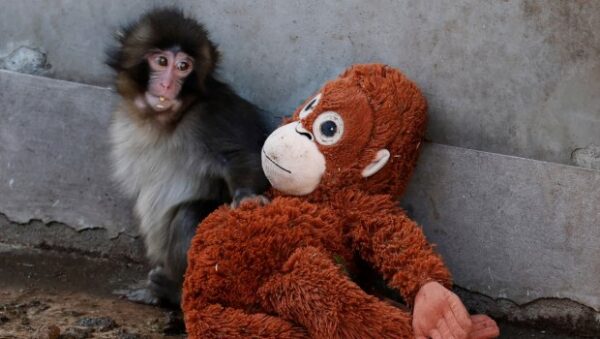 Punch: Πώς ένας επτά μηνών μακάκος έγινε παγκόσμιο φαινόμενο