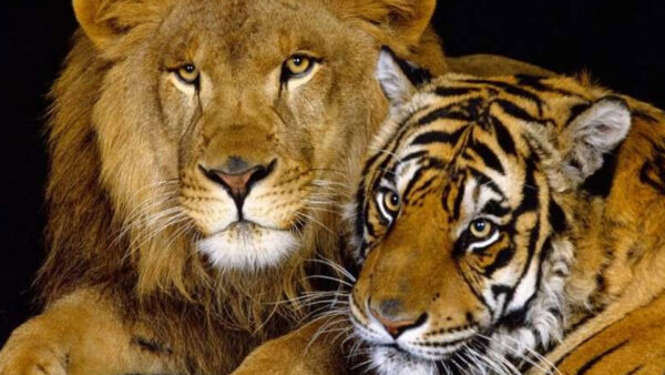 Λιοντάρια και τίγρεις: Τα μεγάλα αιλουροειδή της φύσης – Ποιος θα είχε το «πάνω χέρι»;