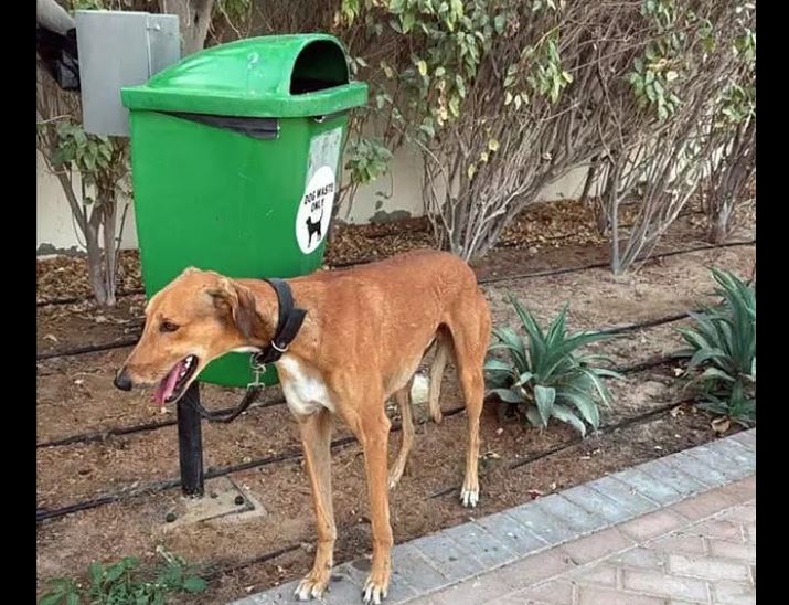 Η αθέατη πλευρά του πολέμου: Φεύγουν από το Ντουμπάι κι εγκαταλείπουν τα κατοικίδιά τους στον δρόμο ή τα δίνουν για ευθανασία