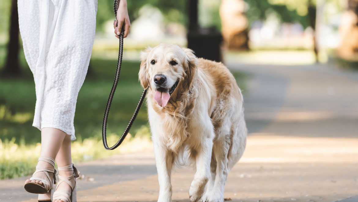 Πόση ώρα πρέπει να περπατάει ο σκύλος σας καθημερινά