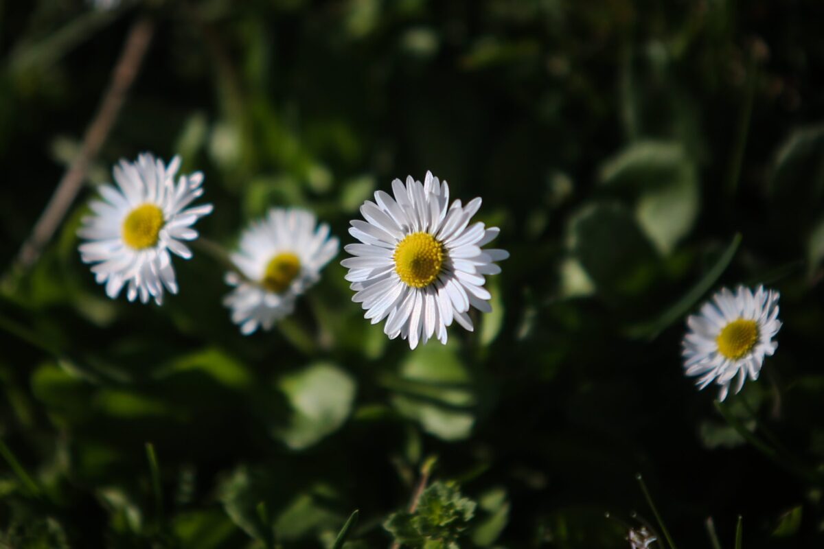 Καιρός: Από χειμωνιάτικο πρωινό σε ανοιξιάτικη ημέρα – Έρχονται βροχές και ισχυροί άνεμοι