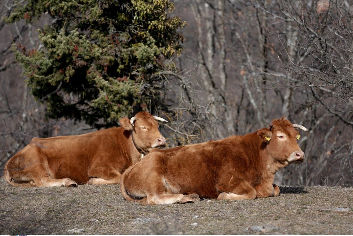 Επιβεβαιωμένο πρώτο κρούσμα αφθώδους πυρετού στη Λέσβο – ΥΠΑΑΤ: Άμεση εφαρμογή μέτρων περιορισμού και εκρίζωσης της νόσου