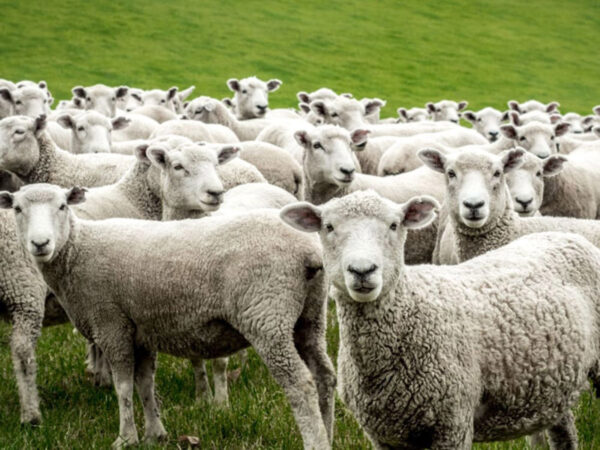 ΣΥΡΙΖΑ: Μεγάλος κίνδυνος ο αφθώδης πυρετός για την κτηνοτροφία – Απαιτείται άμεση λήψη μέτρων