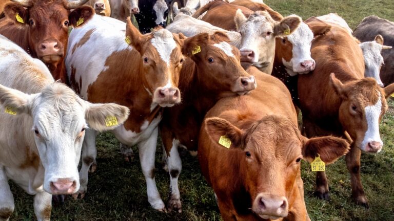 Όλα όσα πρέπει να ξέρεις για τον αφθώδη πυρετό: Τα συμπτώματα, ποια ζώα αφορά και γιατί θεωρείται τόσο επικίνδυνος