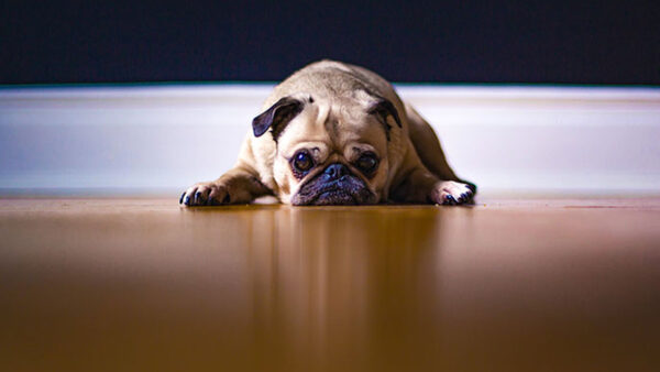 Όταν ο σκύλος υποφέρει σιωπηλά: Τα σημάδια που δεν πρέπει να αγνοείς