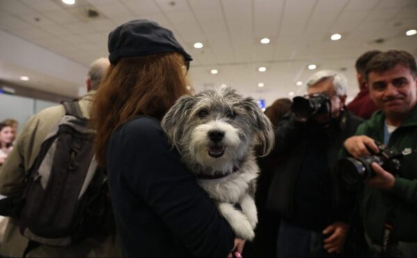 Πτήση επαναπατρισμού για κατοικίδια: Συγκίνηση στα διεθνή μέσα από την ελληνική «αερογέφυρα σωτηρίας»