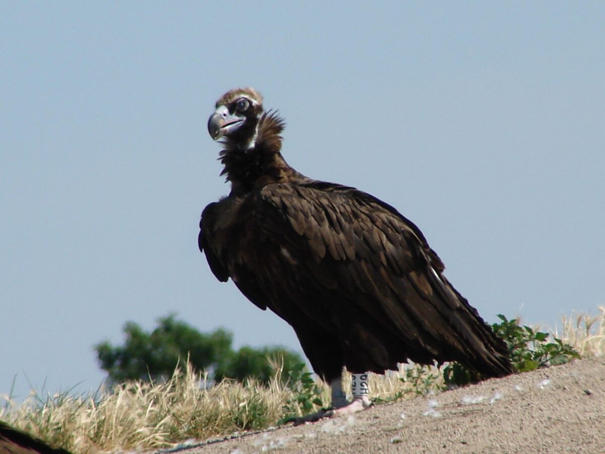 Έβρος: Εννέα μαυρόγυπες νεκροί από δηλητηριασμένα δολώματα στο δάσος της Δαδιάς