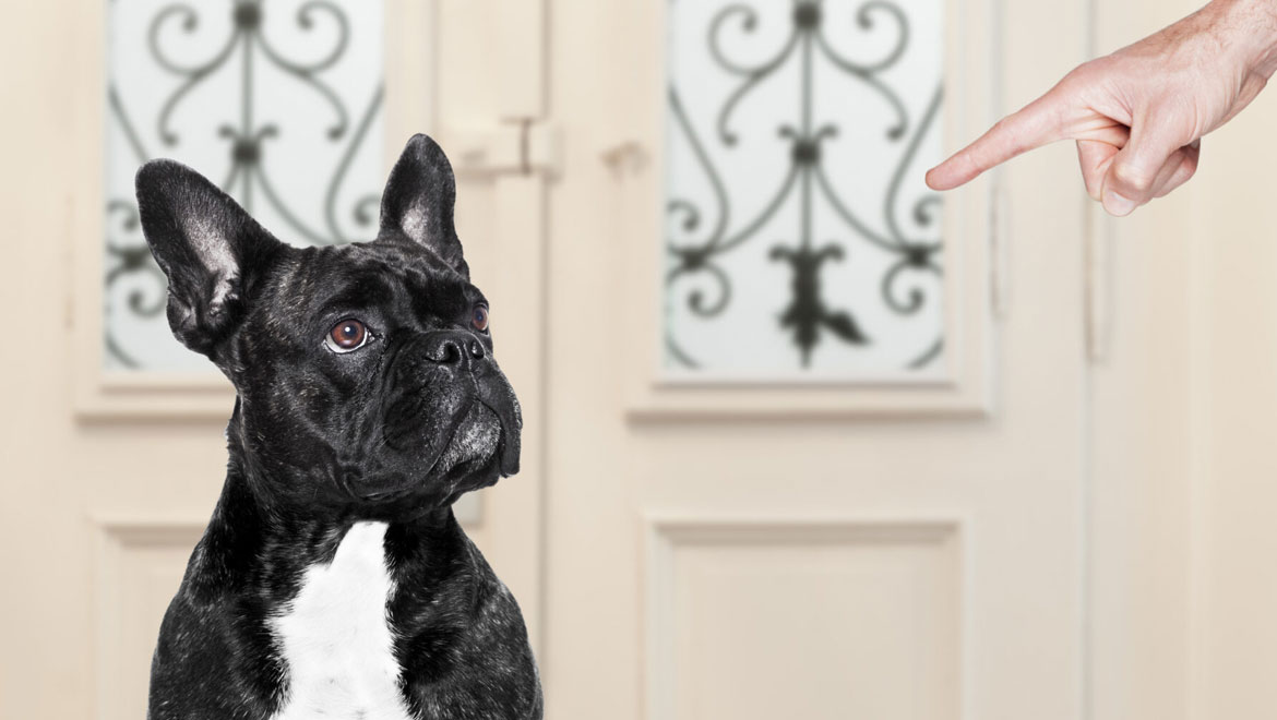 Όχι φωνές: Πώς να σταματάς τις κακές συμπεριφορές του σκύλου σου