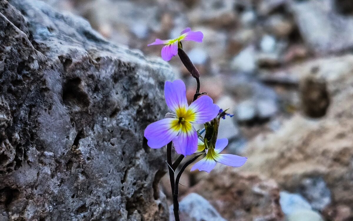 Καιρός: Ανοιξιάτικη ανάσα σήμερα, νέα κακοκαιρία από την Παρασκευή – Πρόγνωση από τον Χρ. Παρανό