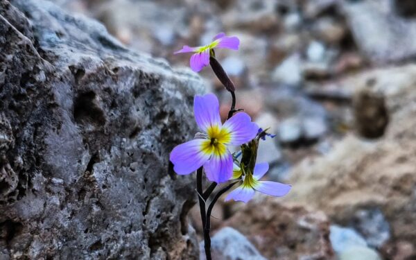 Καιρός: Ανοιξιάτικη ανάσα σήμερα, νέα κακοκαιρία από την Παρασκευή – Πρόγνωση από τον Χρ. Παρανό