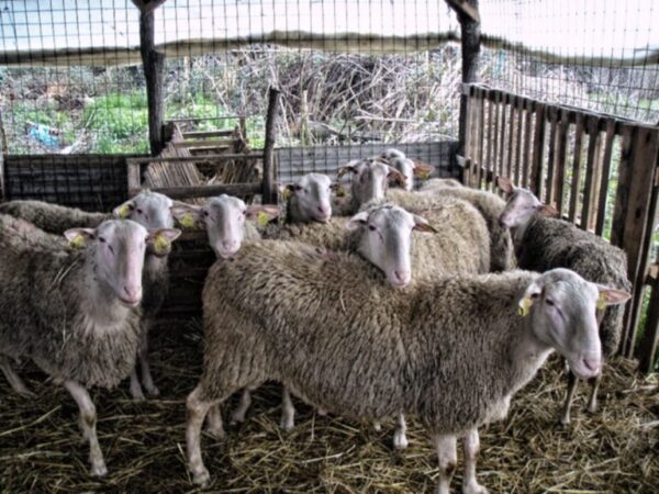 Νεκρά πρόβατα εντοπίστηκαν σε πλαγιά στην Πτελέα Κοζάνης – Συναγερμός στις αρχές