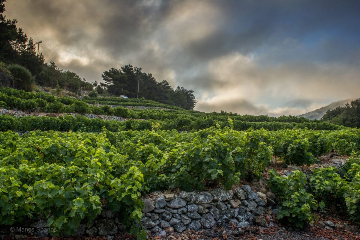 Οι τοπικοί συνεταιρισμοί πυλώνες οικονομίας και αρωγοί του τουρισμού – Η επιτυχία του ΕΟΣ Σάμου
