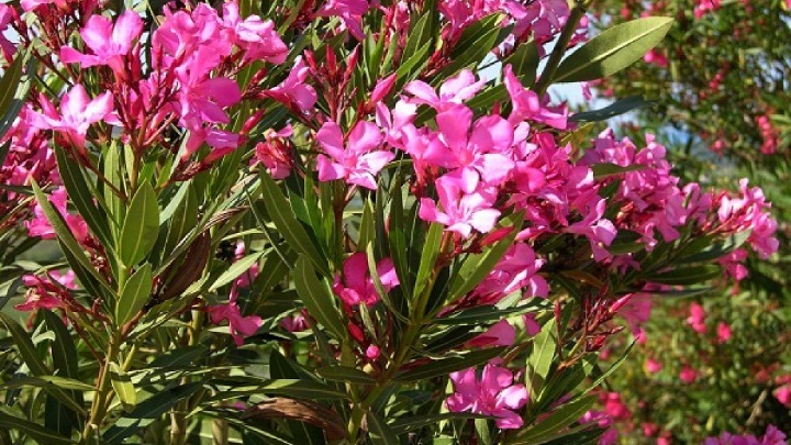 Τοξικότητα και κίνδυνοι από το φυτό πικροδάφνη – Τι προτείνει ο ΕΟΔΥ για την προστασία των παιδιών