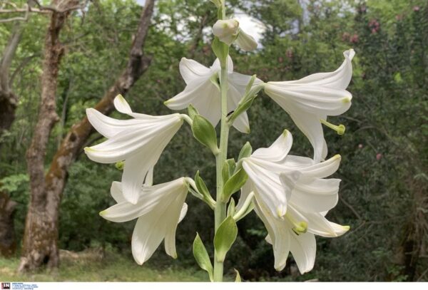 Eορτολόγιο: Ημέρα αφιερωμένη σε σημαντικές μορφές της Ορθοδοξίας