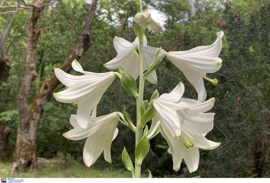 Eορτολόγιο: Ημέρα αφιερωμένη σε σημαντικές μορφές της Ορθοδοξίας