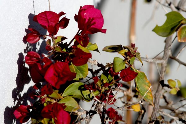 Εορτολόγιο: Ποιοι γιορτάζουν σήμερα, Κυριακή 19 Απριλίου