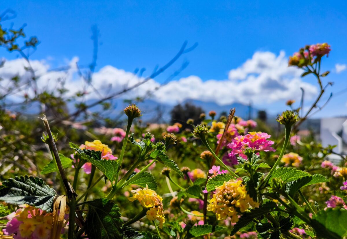 Καιρός: Ανοιξιάτικες θερμοκρασίες έως την Τρίτη και μετά «βουτιά» 10 βαθμών με βροχές και χιόνια στα ορεινά – Πρόγνωση από την Ό. Παπαβγούλη