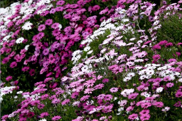 Εορτολόγιο: Ποιοι γιορτάζουν σήμερα, 25 Απριλίου