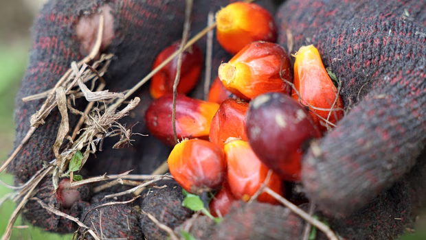 Φοινικέλαιο: O «δούρειος ίππος» της καθημερινής μας διατροφής