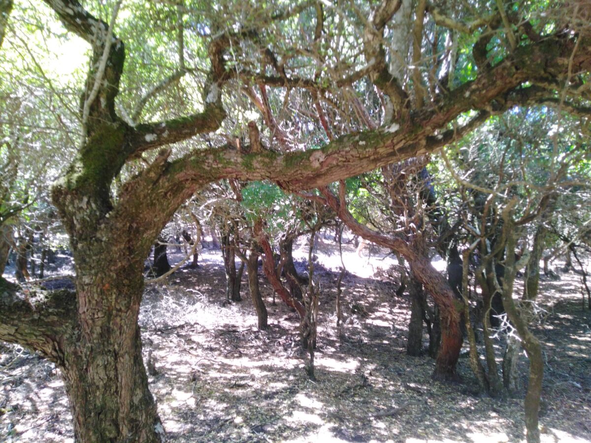 Ικαρία: Ανασύρθηκε άνδρας χωρίς τις αισθήσεις του, από δύσβατη περιοχή