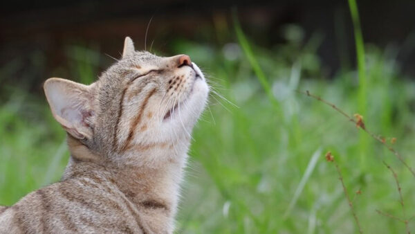 Γιατί η γάτα σου φεύγει τρέχοντας; Οι μυρωδιές που δεν αντέχει με τίποτα