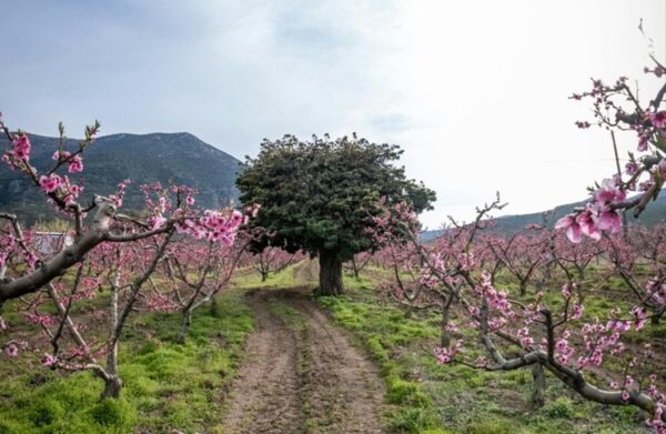 Aνοιξιάτικος καιρός σήμερα με υψηλές θερμοκρασίες, αλλά και τοπικές βροχές – Πρόβλεψη από την Αν. Τυράσκη