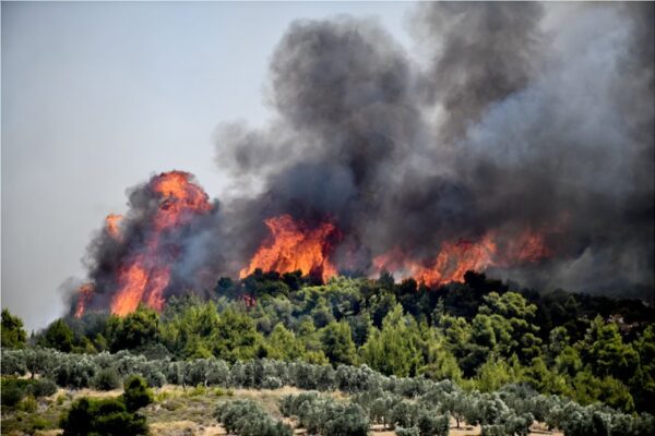 Φωτιά τώρα στη Λαυρεωτική: Καίει δασική έκταση – Επιχειρούν και εναέρια μέσα