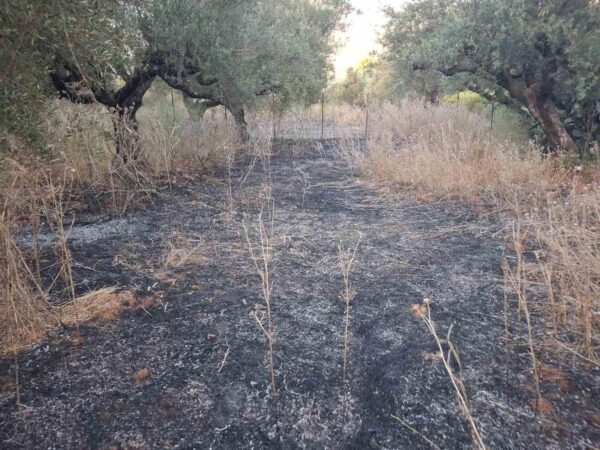 Καλαμάτα: Δύο πυρκαγιές ξέσπασαν σχεδόν ταυτόχρονα στα Μαζιά Αρφαρών – Κάηκαν 4,5 στρέμματα
