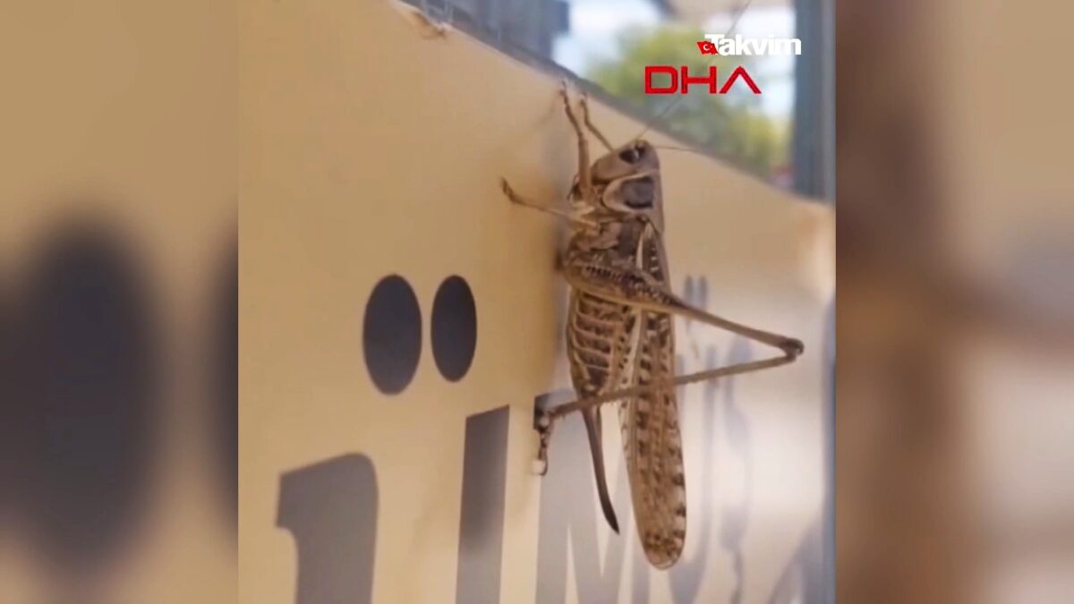 Εισβολή γιγάντιων ακρίδων σε Μαρμαρίδα και Κωνσταντινούπολη