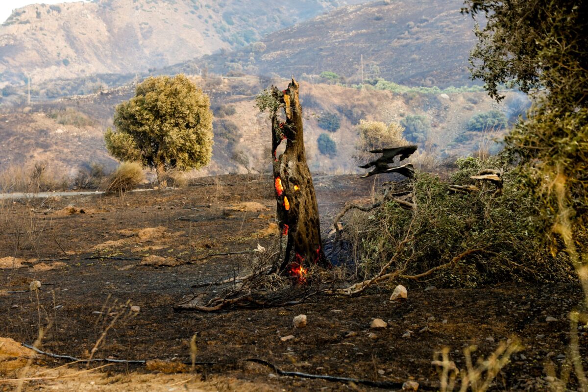 Καραγιάννης στο ΕΡΤnews: «Η φυσική αναγέννηση του δάσους χρειάζεται 15-20 χρόνια – Κρίσιμη η πρόληψη»