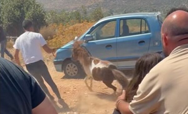 Δραματική επιχείρηση απομάκρυνσης αλόγων στον Κουβαρά την ώρα της φωτιάς