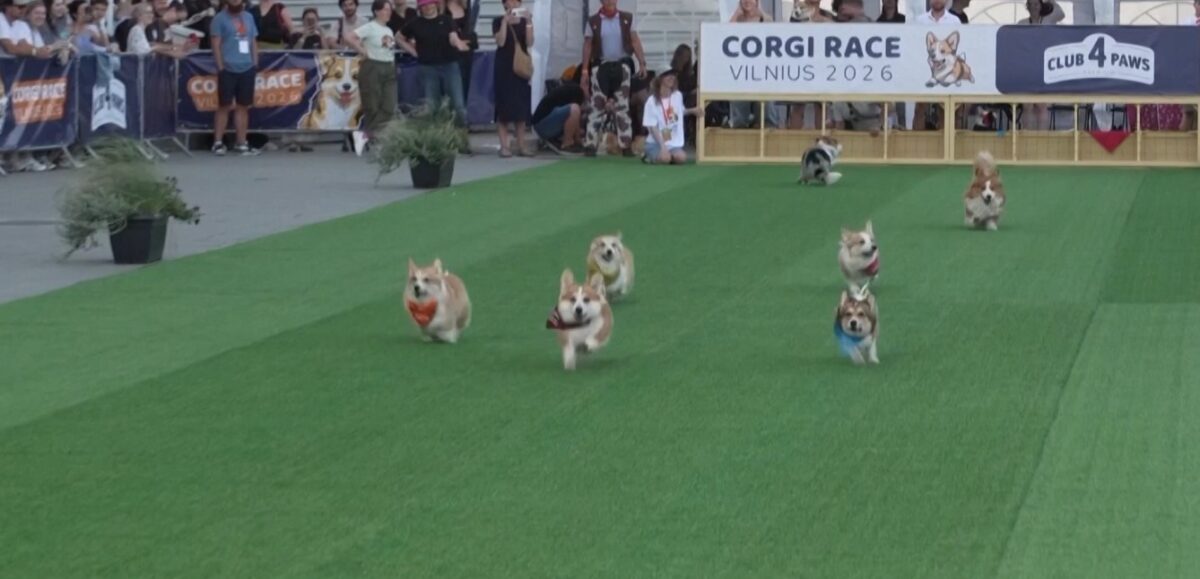Corgi Race: Αγώνας δρόμου χωρίς κανόνες – Οι σκύλοι που προτίμησαν το παιχνίδι από τον τερματισμό