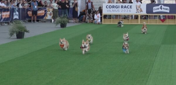 Corgi Race: Αγώνας δρόμου χωρίς κανόνες – Οι σκύλοι που προτίμησαν το παιχνίδι από τον τερματισμό