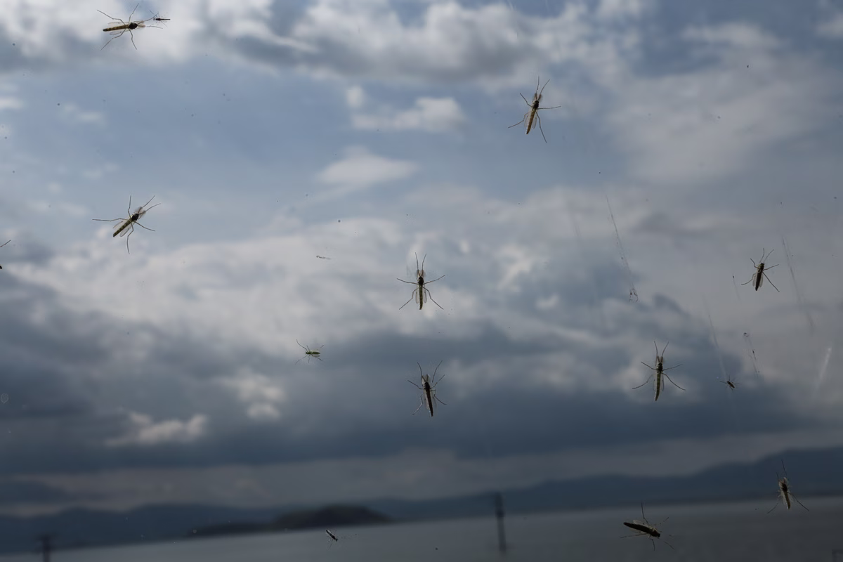Ιός Δυτικού Νείλου: Αυξανόμενη απειλή για την δημόσια υγεία –  Ποιοι κινδυνεύουν περισσότερο