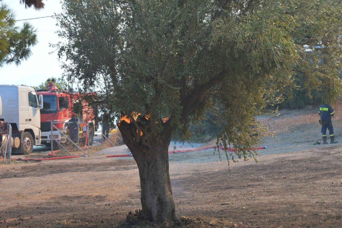 Αιγάλεω: Συνελήφθη άνδρας για εμπρησμό από πρόθεση – Φέρεται να έβαλε τρεις φωτιές με αναπτήρα