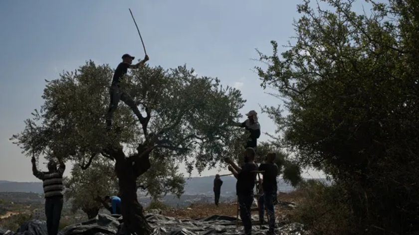 Δυτική Όχθη: Επίθεση εποίκων στη συγκομιδή ελιάς σε παλαιστινιακά χωριά