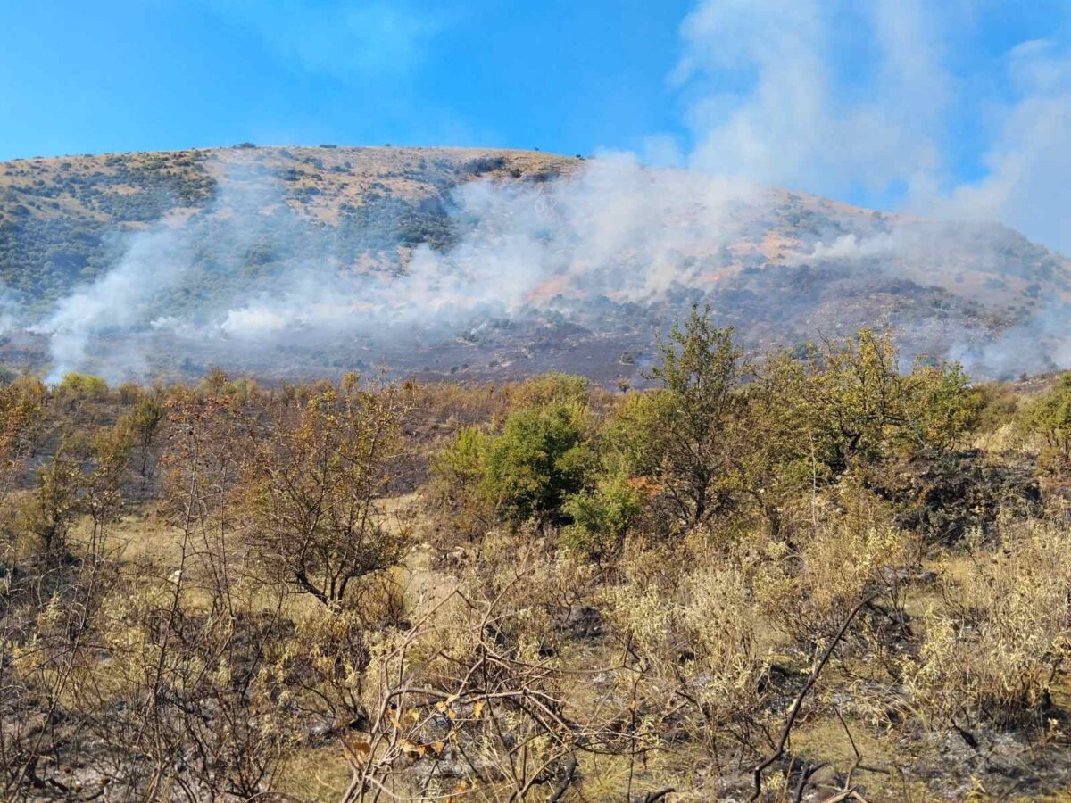 Φωτιά σε δασική έκταση στη Θεσπρωτία