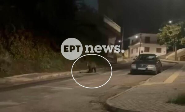 Αρκούδα κάνει βόλτες στο κέντρο του Άργους Ορεστικού